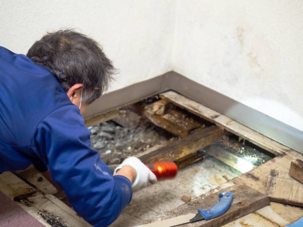 Best Industrial Mold Remediation in Lena, IL