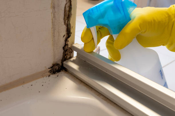 Best Attic Mold Remediation in Lena, IL