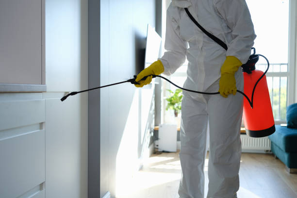 Best Post-Flood Mold Remediation in Lena, IL