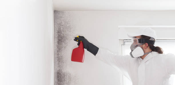 Best Emergency Mold Remediation in Lena, IL